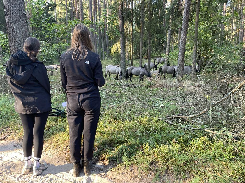 studenci obserwujący dzikie konie